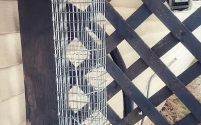 Critter Trapping Help 101