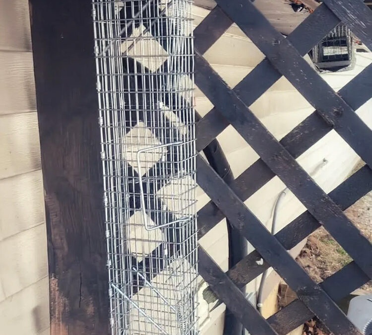 Critter Trapping Help 101