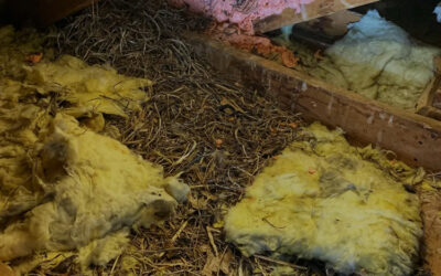 4 Benefits of Cleaning an Attic After a Critter Infestation