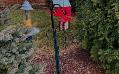 Can My Bird Feeder Attract Other Critters?