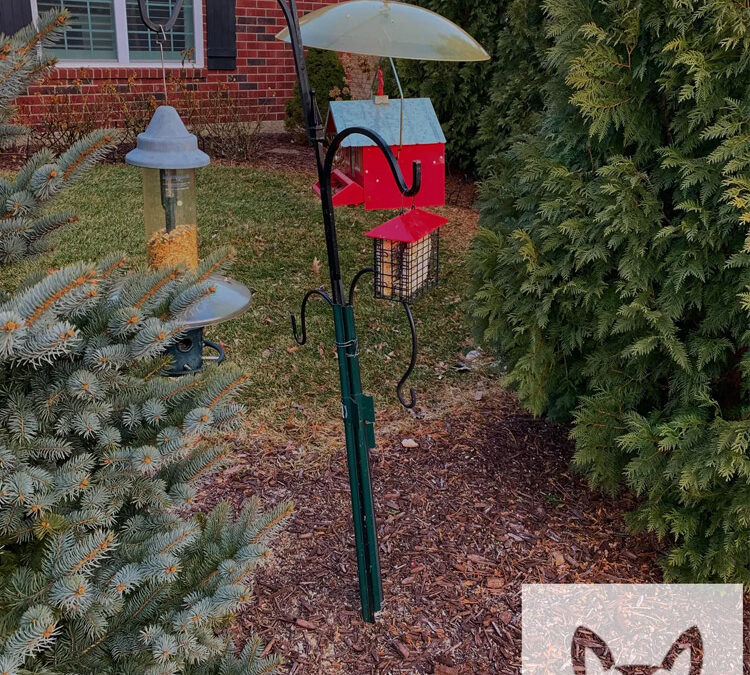 Can My Bird Feeder Attract Other Critters?