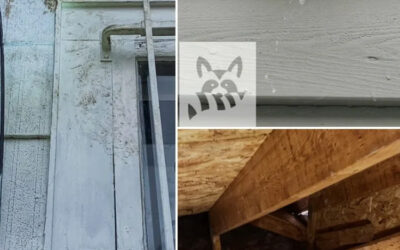 What Signs to Look for When Finding Critter Access Points?