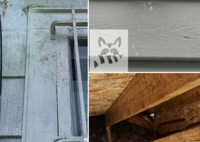 What-Signs-to-Look-for-When-Finding-Critter-Access-Points