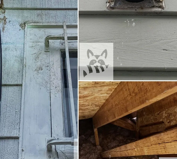 What Signs to Look for When Finding Critter Access Points?