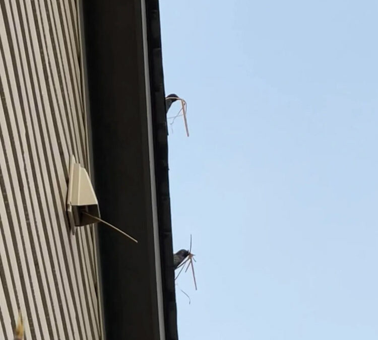 Birds in Vents?