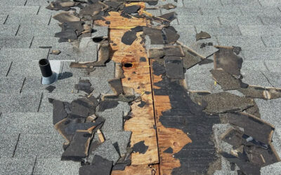 How Did the Raccoon Get Into My Attic?