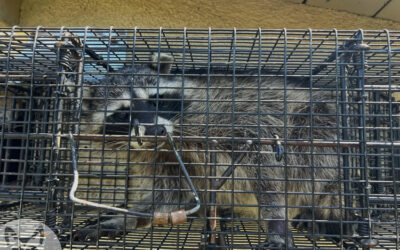 Three Tips for Using Hardware Store Live Traps