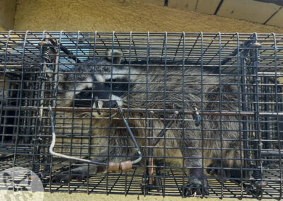 Three-Tips-for-Using-Hardware-Store-Live-Traps