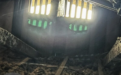 Why Are Critters Attracted to Attics?