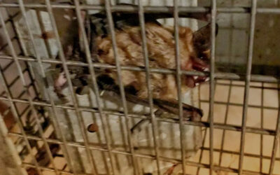 Bats in the Attic? How Many Bats Occupy a Roost?