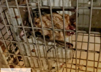 How-Many-Bats-Occupy-a-Roost