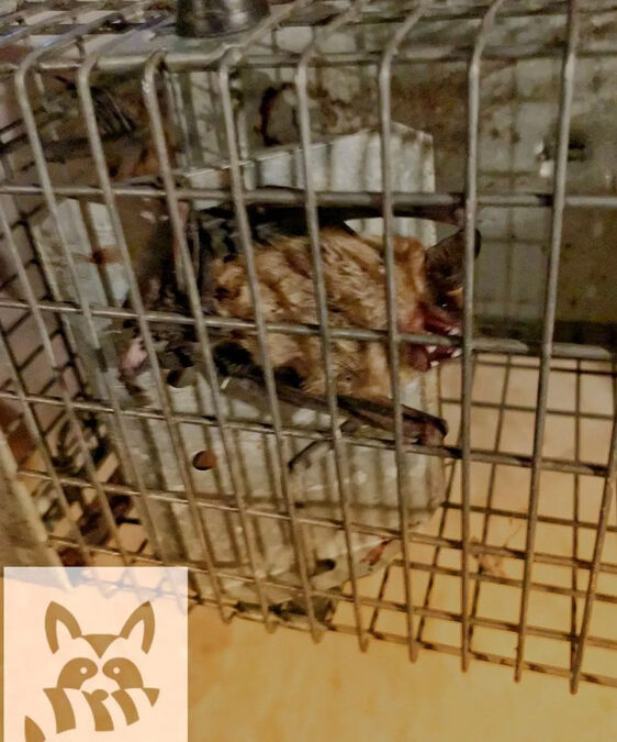 Bats in the Attic? How Many Bats Occupy a Roost?