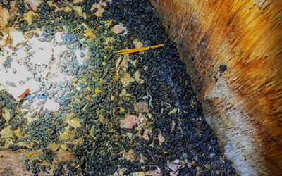 How To Flush Bats From a House