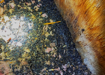 How-to-flush-bats-from-a-house