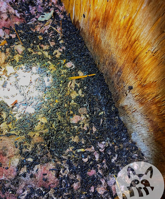 How To Flush Bats From a House