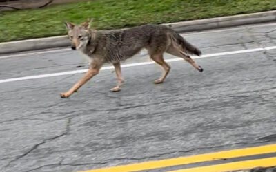 Coyotes – Too Close For Comfort