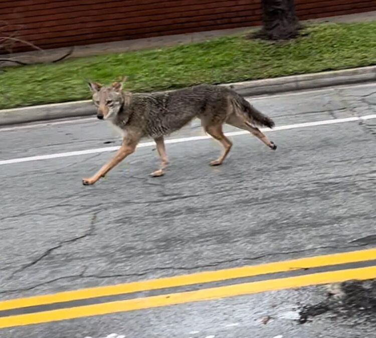 Coyotes – Too Close For Comfort