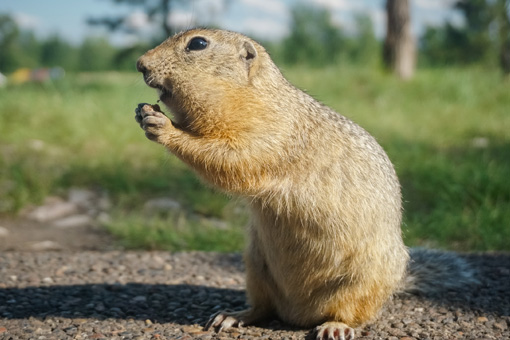 Gopher-Removal-Services-in-Scottsdale