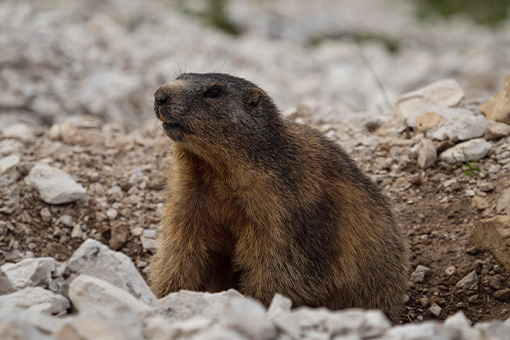 Groundhog-Removal