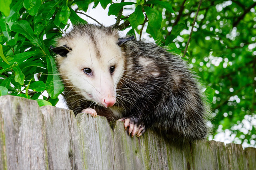 Opossum-Removal Services Near Scottsdale