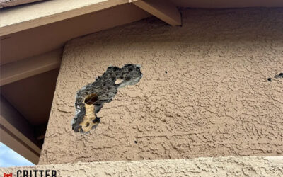 Why Are Woodpeckers Pecking at My House?