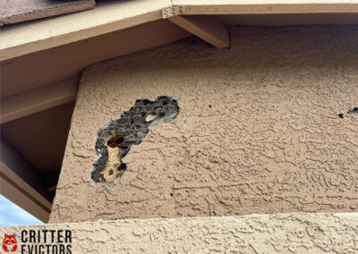 Why-Are-Woodpeckers-Pecking-at-My-House