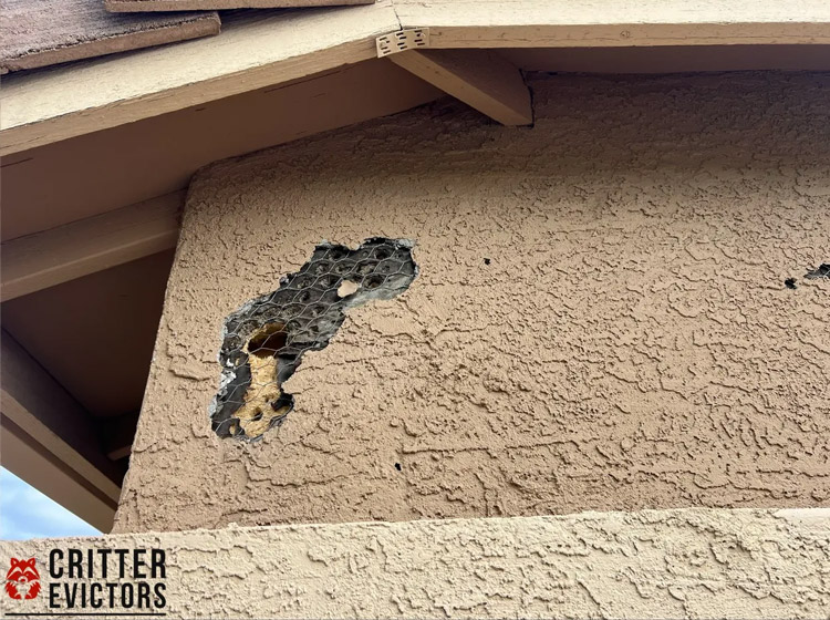 Why Are Woodpeckers Pecking at My House?