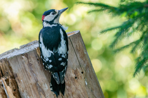 bird-removal-services-in-Scottsdale