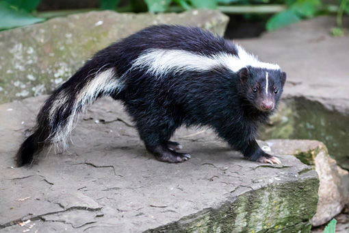 skunk-removal-services