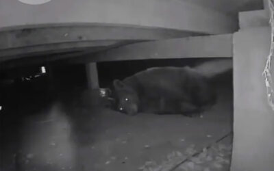 3 Reasons Crawlspaces Are Attractive To Critters