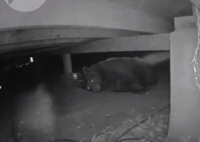 3-Reasons-Crawlspaces-Are-Attractive-To-Critters