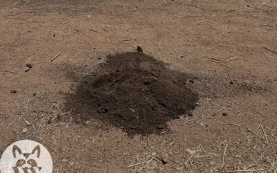 A Moles Anatomy & Feeding Habits