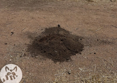 A-Moles-Anatomy-and-Feeding-Habits