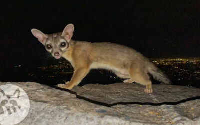 Animal Identification & Removal- Ringtails