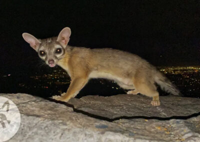 Animal-Identification-and-Removal-Ringtails