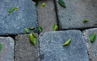 Sinking Pavers? Are Burrowing Critters the Culprit?