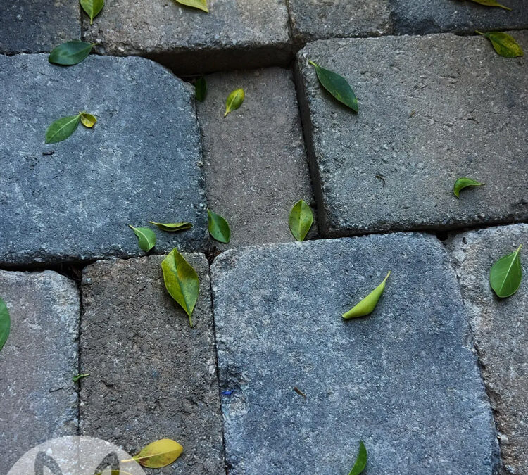 Sinking Pavers? Are Burrowing Critters the Culprit?