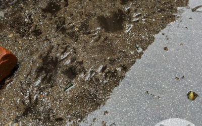 Are My Critters Resident or Transient