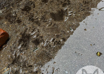 Are-My-Critters-Resident-or-Transient