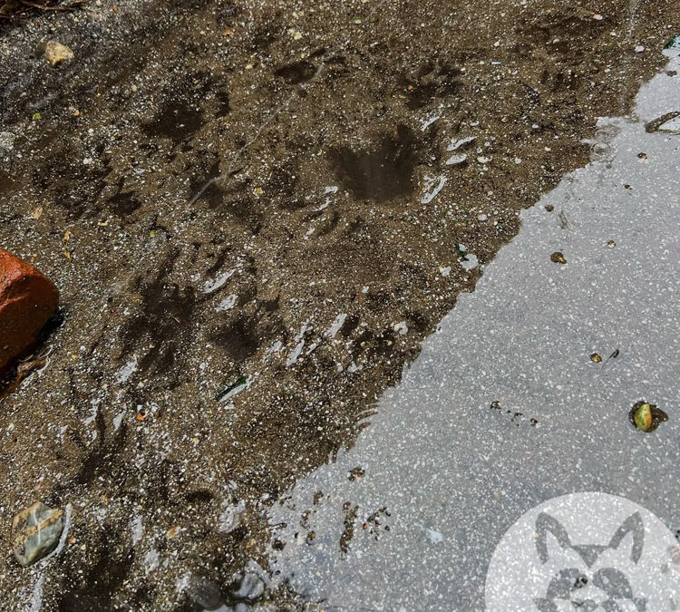 Are My Critters Resident or Transient