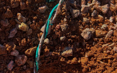 Are Rodents Attracted to Chewing Electrical Wires?