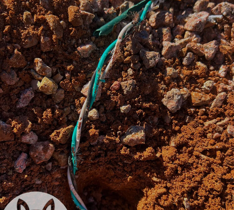 Are Rodents Attracted to Chewing Electrical Wires?