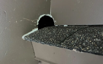 Are They Trying to Chew Into My Room?