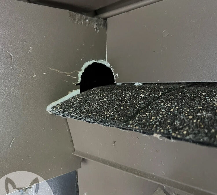 Are They Trying to Chew Into My Room?