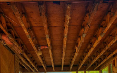 Can Construction Increase Critter Activity