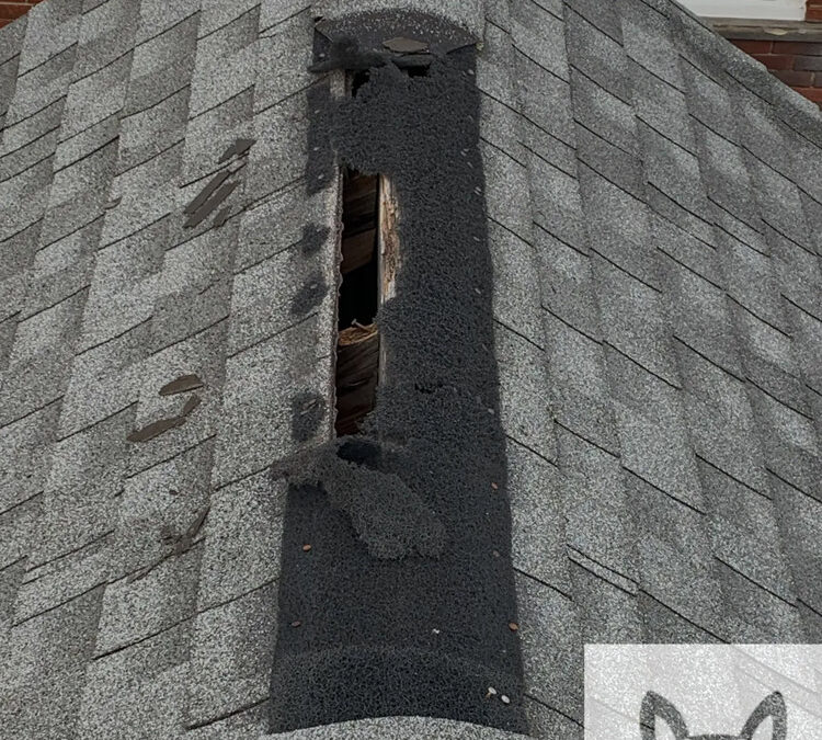 Can Critters Access My House Through My Roofing Ventilation