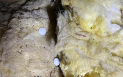 Can Mothballs & Peppers Keep Critters Out?