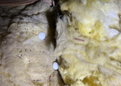 Can-Mothballs-Peppers-Keep-Critters-Out