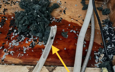 Can Rats Cause Kitchen Appliances To Fail?