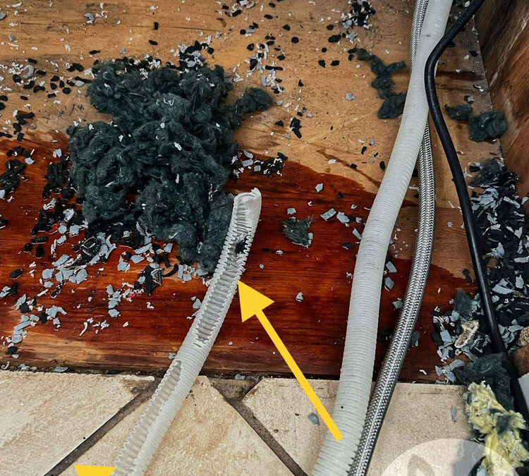 Can Rats Cause Kitchen Appliances To Fail?